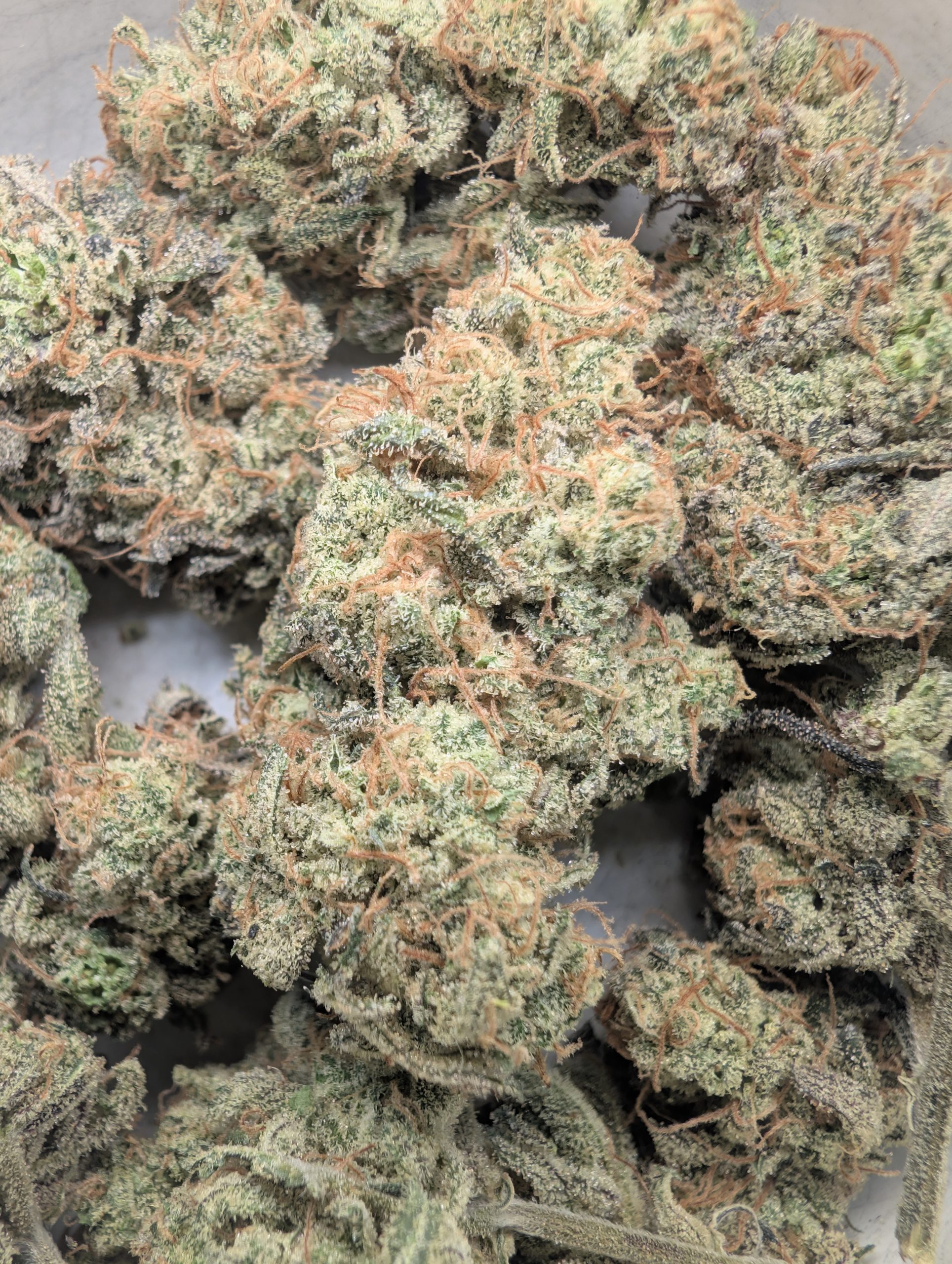 Kush By The Foot #1 (indoor)