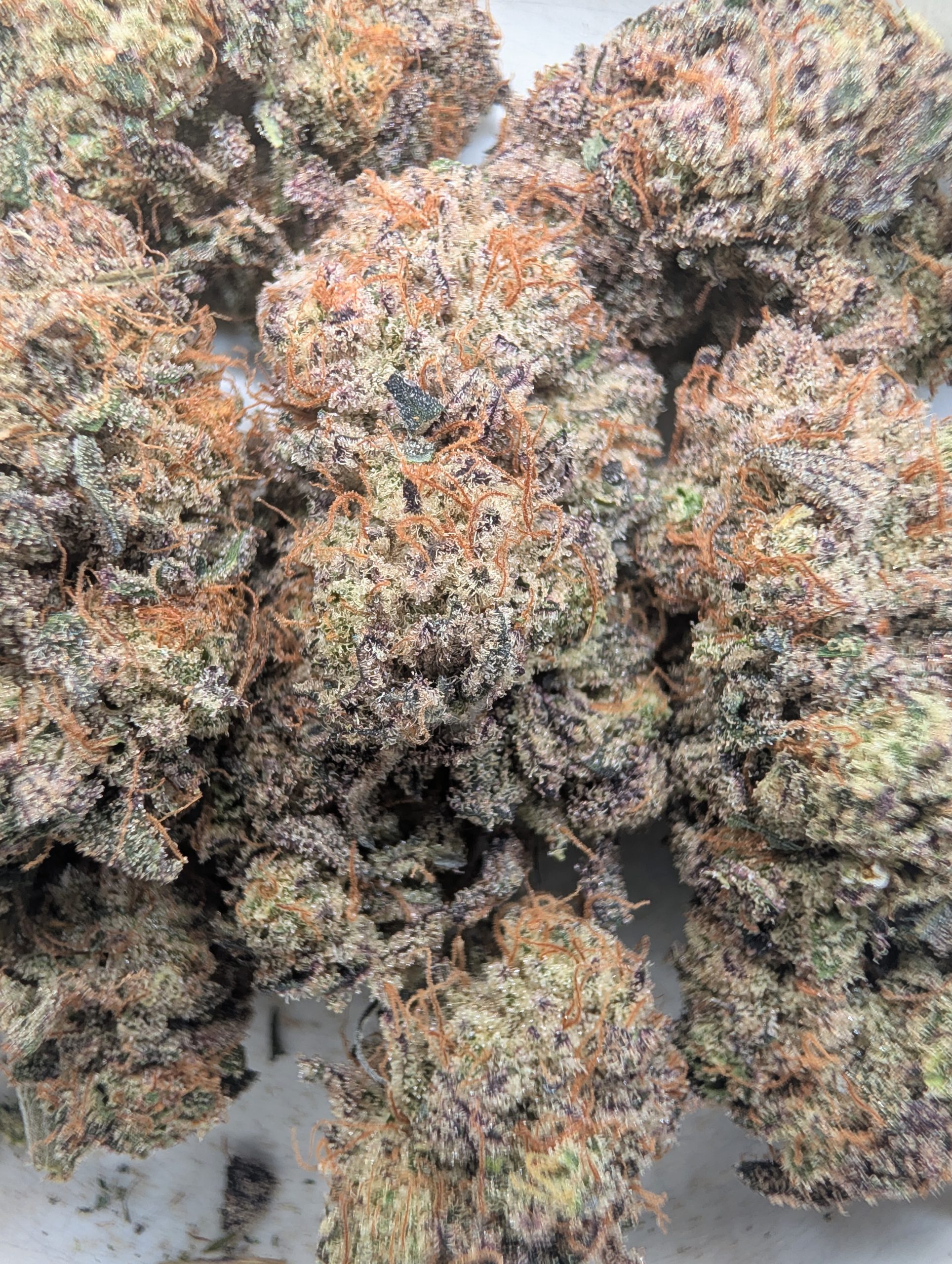 Martian Milk (indoor)